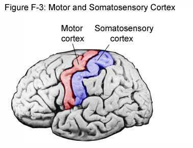 脑科学界著名的「感观侏儒(sensory homunculus)图」是如何得出的? - 知乎