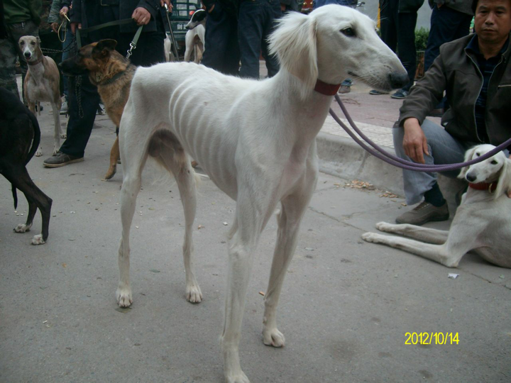 二郎神的哮天犬是什么品种的犬?中华细犬? - 知乎