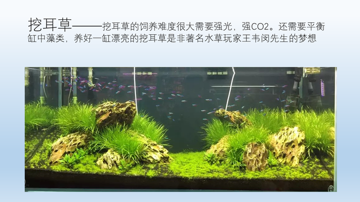 新人入坑水草缸 求大神科普水草知识 包括水草种类 品名习性等 知乎 新人入坑水草缸 求大神科普水草知识 包括水草种类 品名习性等 知乎