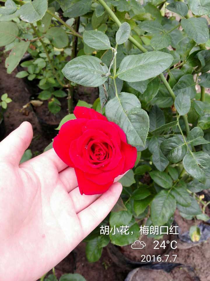 月季 玫瑰 蔷薇有何区别 知乎 月季 玫瑰 蔷薇有何区别 知乎
