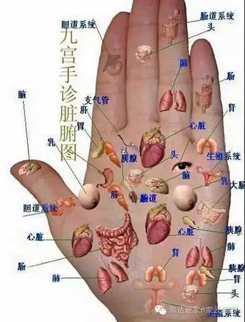 手诊图解高清