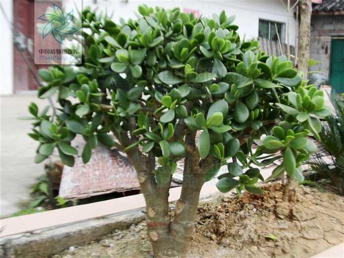 吧,紫薇树干光滑,用手轻轻抚摸摩擦,紫薇树全株会微微颤动(亲测有效)