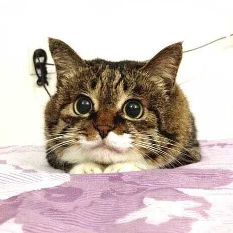 养猫是一种怎样的体验 知乎 养猫是一种怎样的体验 知乎