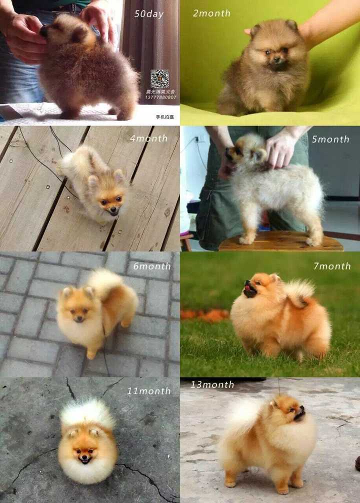 为什么我感觉看到的博美和俊介完全是两类狗狗 知乎