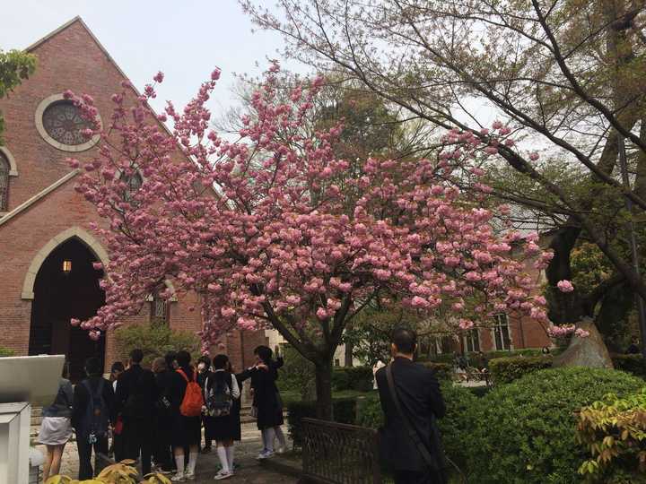 在同志社大学 Doshisha University 就读是一番怎样的体验 知乎