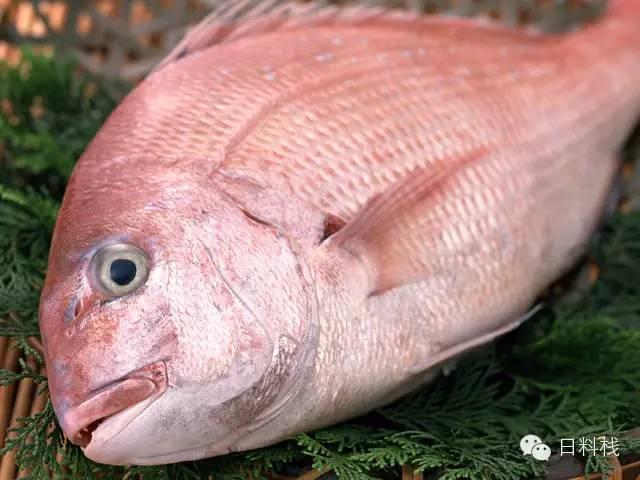 跟日本料理有关的动漫和日剧中经常会看到鲷鱼 为什么日本人这么喜欢鲷鱼 知乎