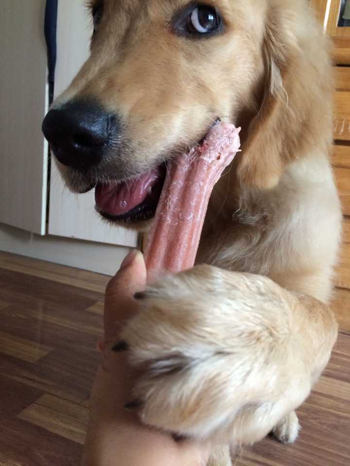 家里有一只憨厚的金毛是什么样的体验? ?