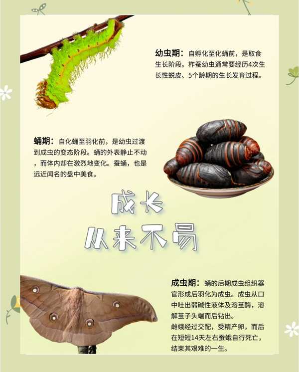 如何看待孩子不忍心吃蚕蛹藏进妈妈床头柜，再发现时已化成大飞蛾？怎样正确引导和保护孩子的善意？