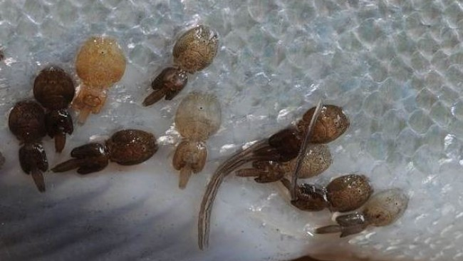 被鱼虱寄生的表皮 来源:licebase.org