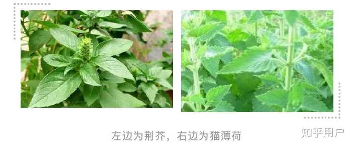 猫薄荷为什么会使猫嗨起来 知乎 猫薄荷为什么会使猫嗨起来 知乎