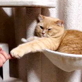 有这样的猫表情包的动图吗