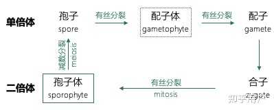 孢子与种子的区别？ - 知乎