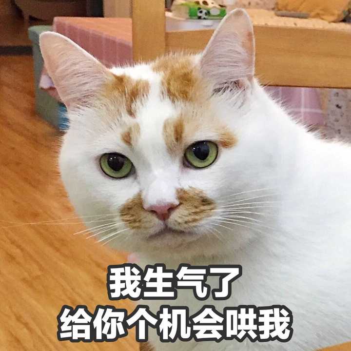 有没有猫咪的表情包?