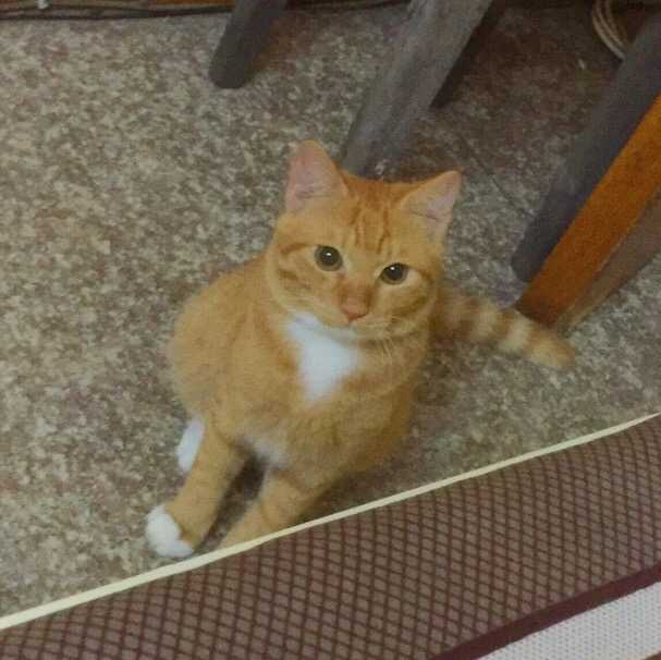 养一只橘色的猫是什么体验? - 知乎