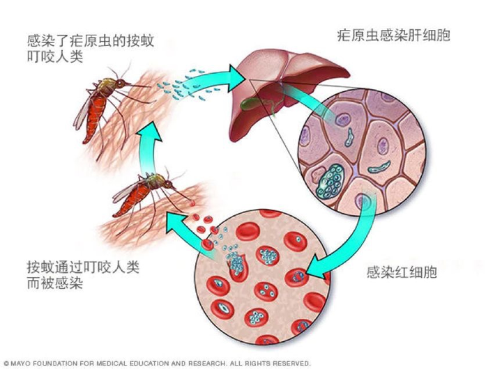 疟原虫经由按蚊感染人类的简化经过 图片来源:mayo clinic