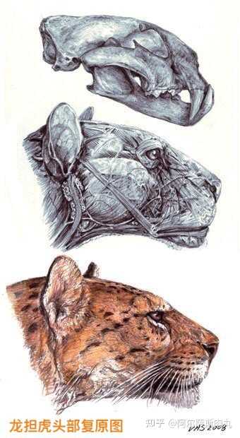 似虎非虎龙担虎pantherazdanskyi