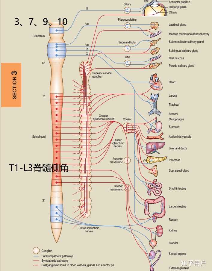 交感神经只由脊神经发出，副交感神经由脑干和脊髓发出是吗? - 知乎