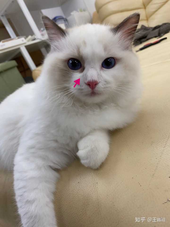 这只布偶小猫能看出面具不对称吗