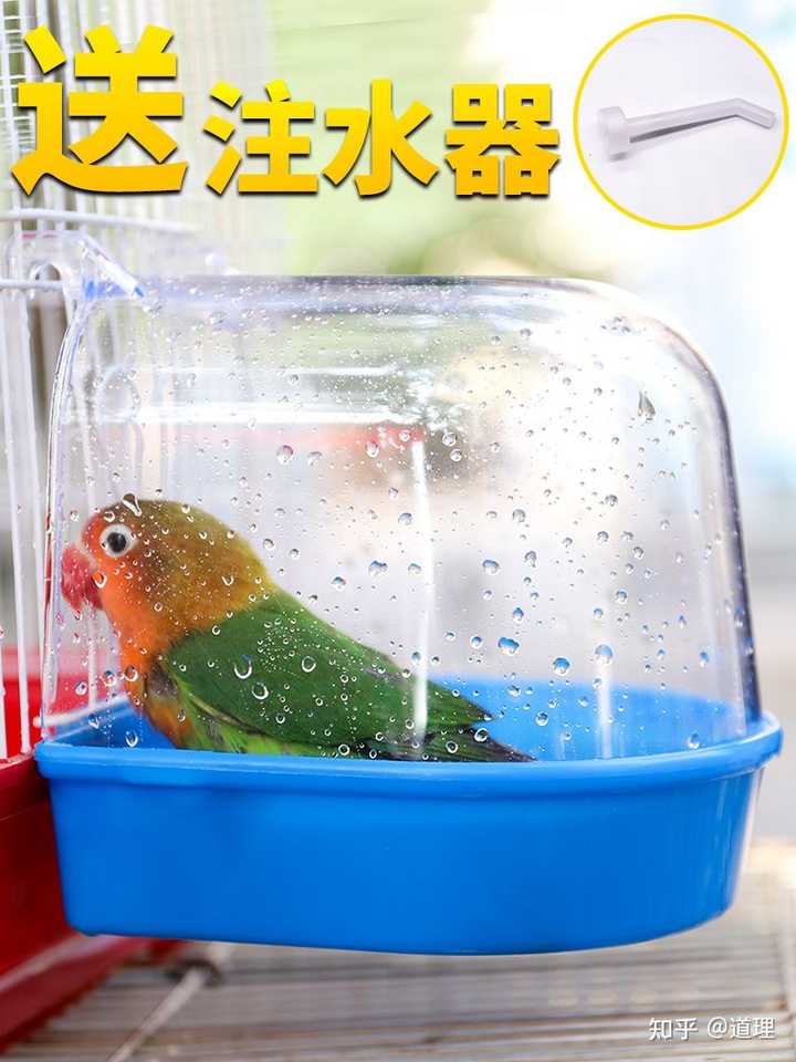 新手想养鸟,怎样选择品种? - 知乎