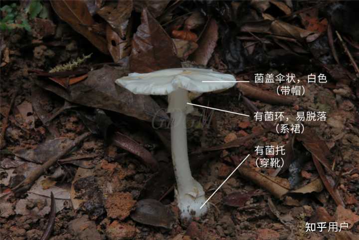 鹅膏菌有能吃的吗？ - 知乎