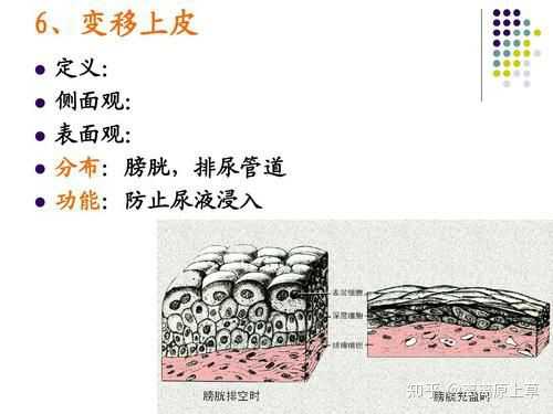膀胱里的尿在人体需要的时候不会被吸收吗 为什么很多废墟中幸存的人还有尿 离离原上草的回答 知乎