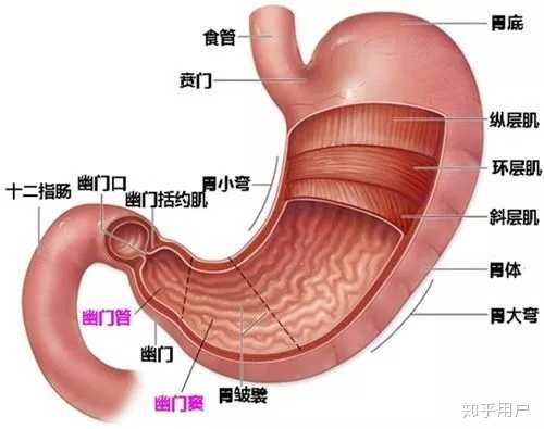 胃的特有运动形式是什么? - 知乎