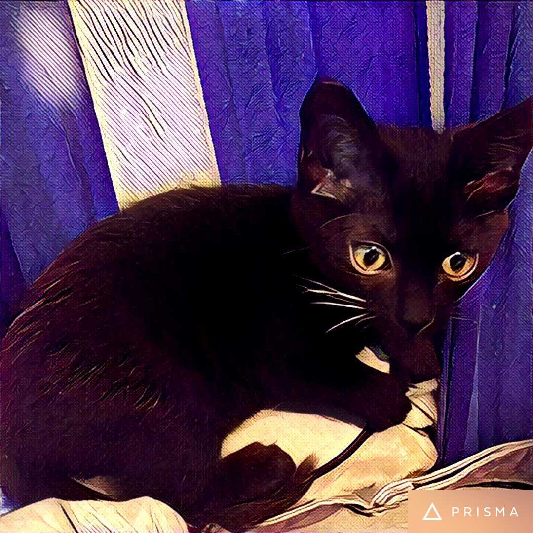 养一只不粘人的猫是什么体验?