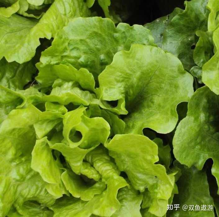 玻璃生菜有哪些营养价值? - 知乎