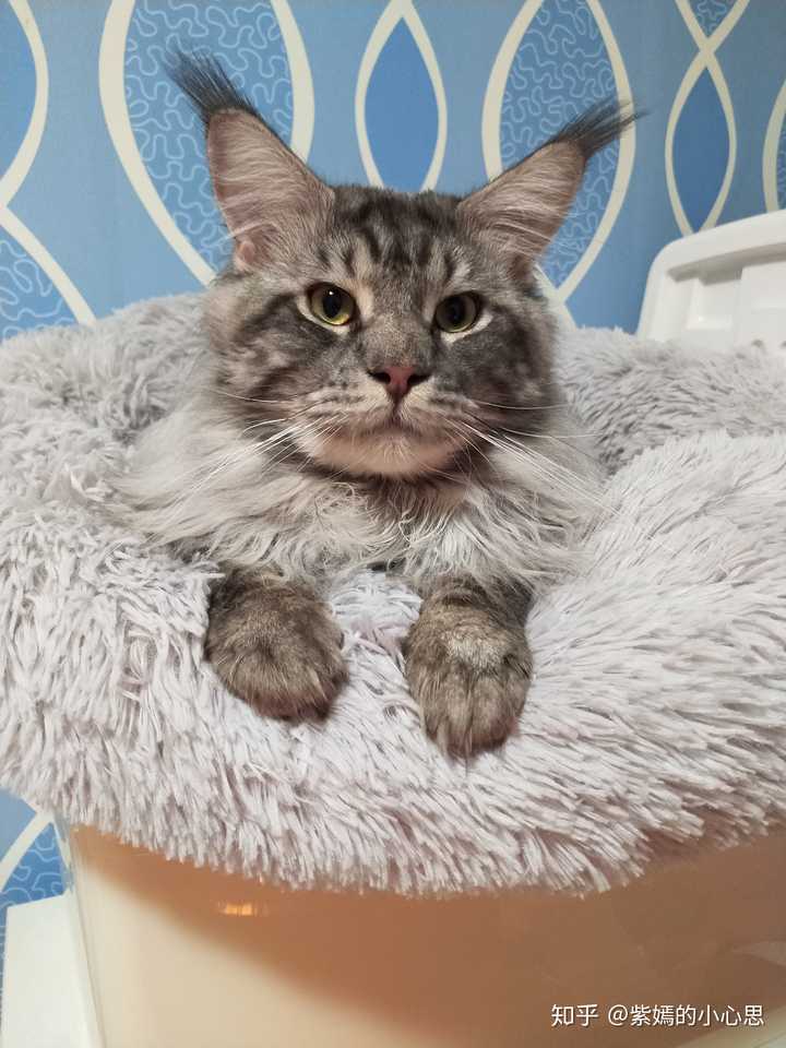 一只成年缅因猫一个月能吃多少千克的猫粮? - 知乎