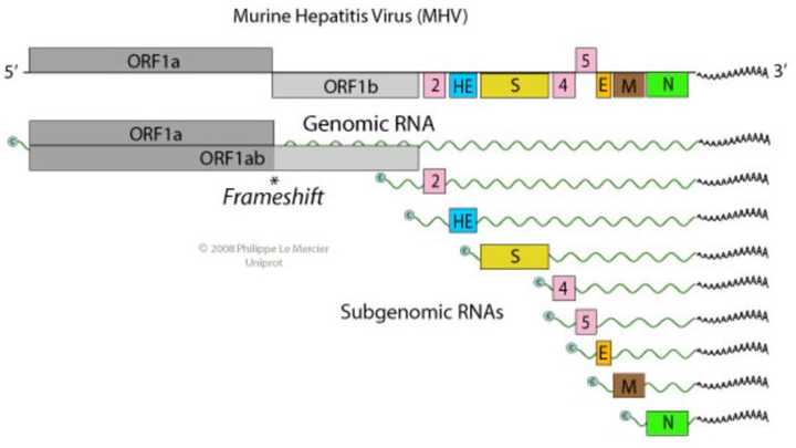鼠肝炎病毒的基因组.(引自viralzone网站)