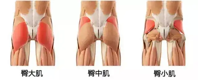 大腿前侧的肌肉过于发达怎么办 知乎