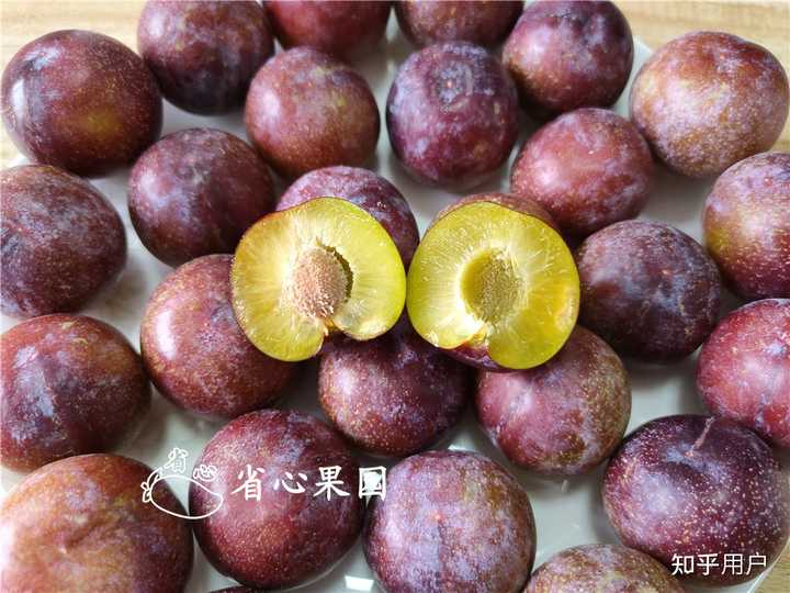 李子里面这样的是什么东西?褐色的小洞,还有透明的晶状体,这到底是啥? - 知乎