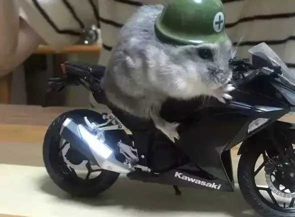 《仓鼠摩托日记》