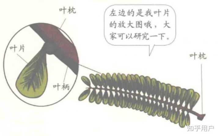 含羞草受刺激后叶子合拢是什么原理? - 知乎