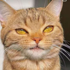 雕宇