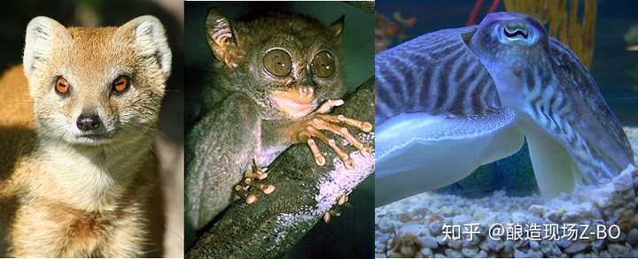 羊的瞳孔为什么是长方形的 知乎