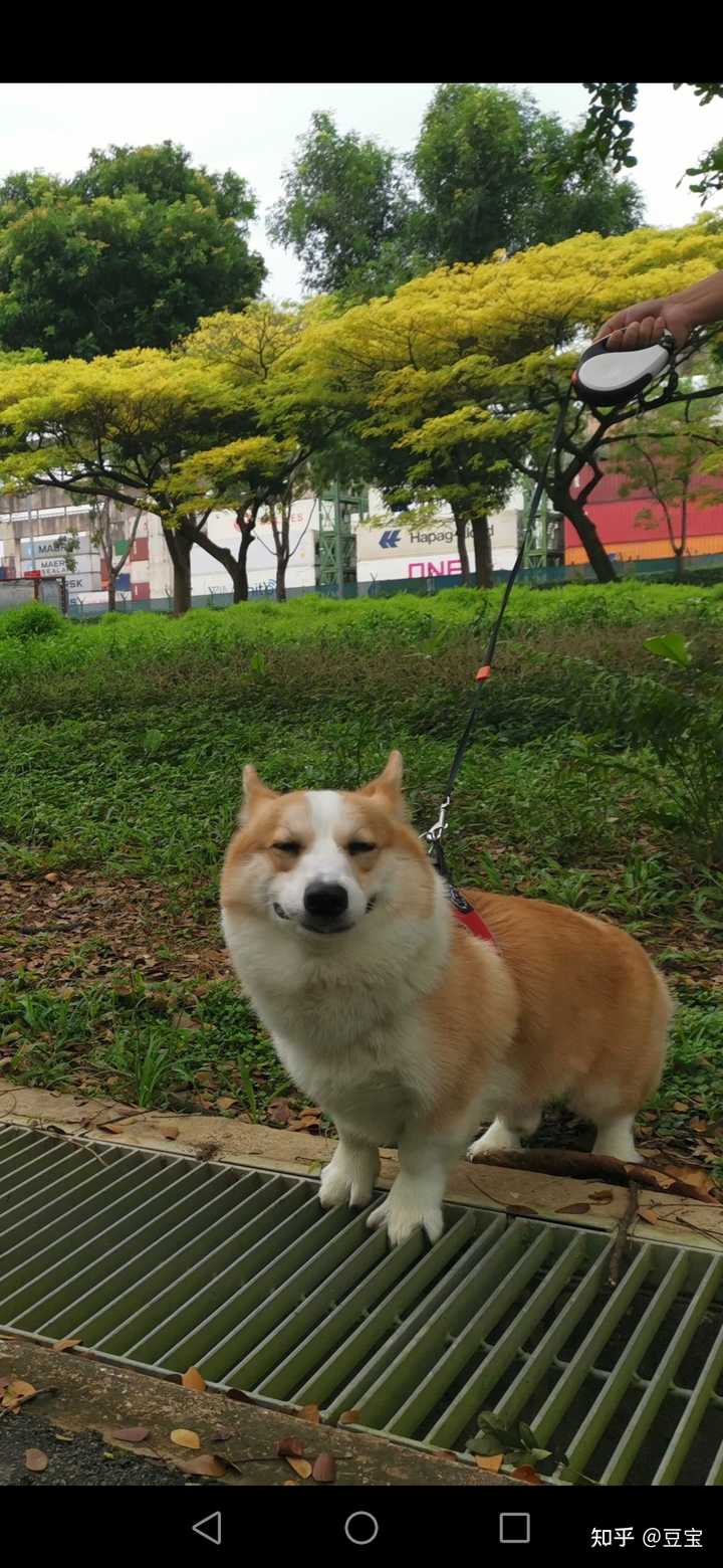 一只普通柯基大概多少钱？ - 知乎