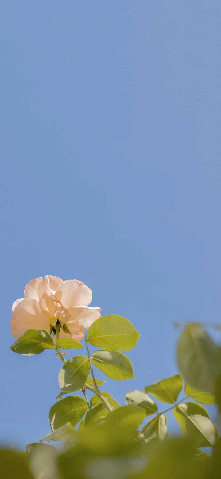 有木有简约风的壁纸?