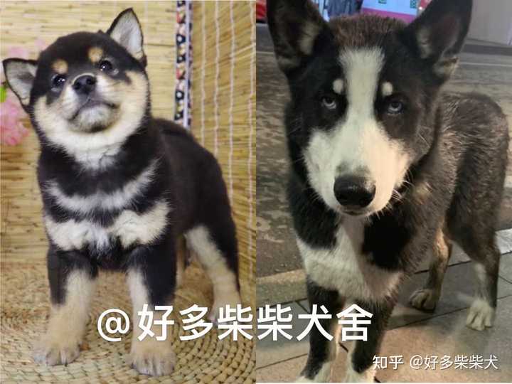 为啥我家柴犬没有豆豆眉 纯吗 知乎