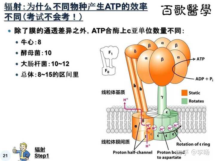 一个葡萄糖有氧呼吸到底生成多atp?30?32?38?