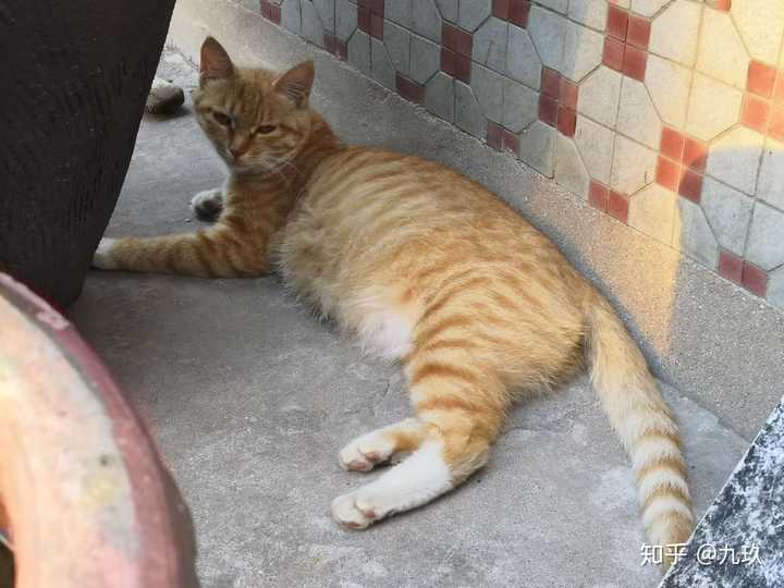 猫的自净能力有多强大？ - 知乎