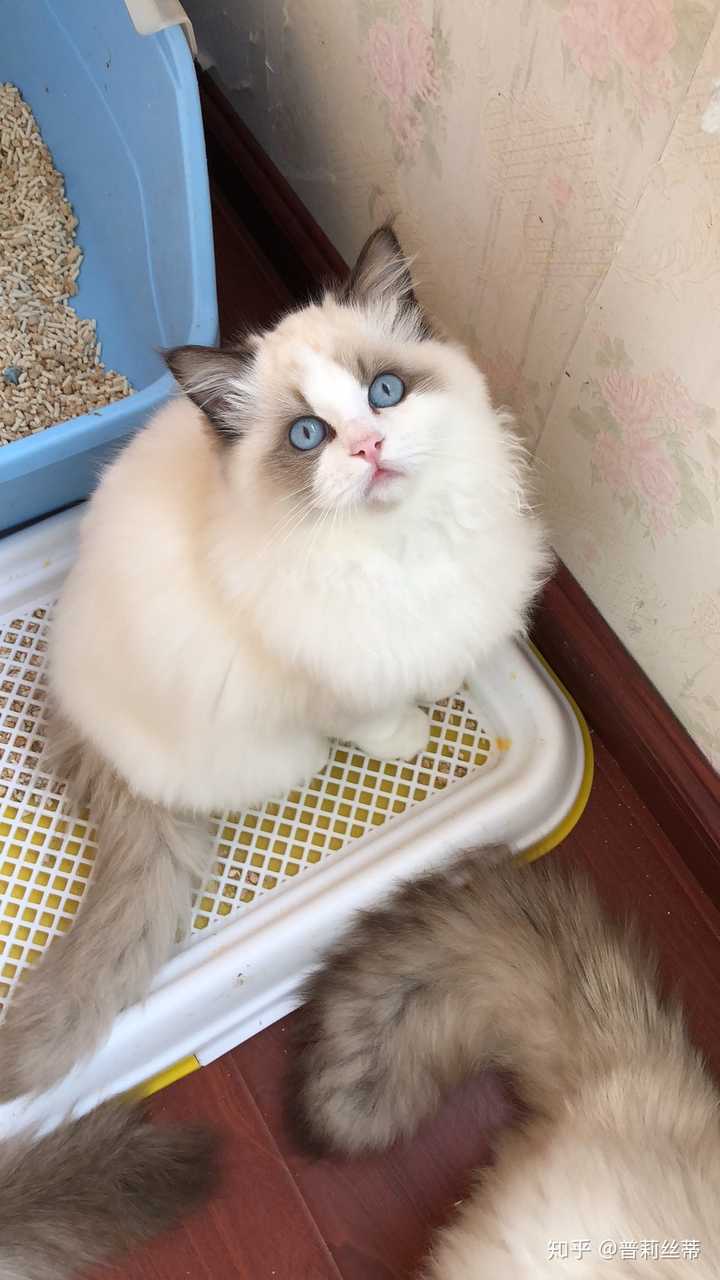 布偶猫的毛量重要还是毛的长度重要