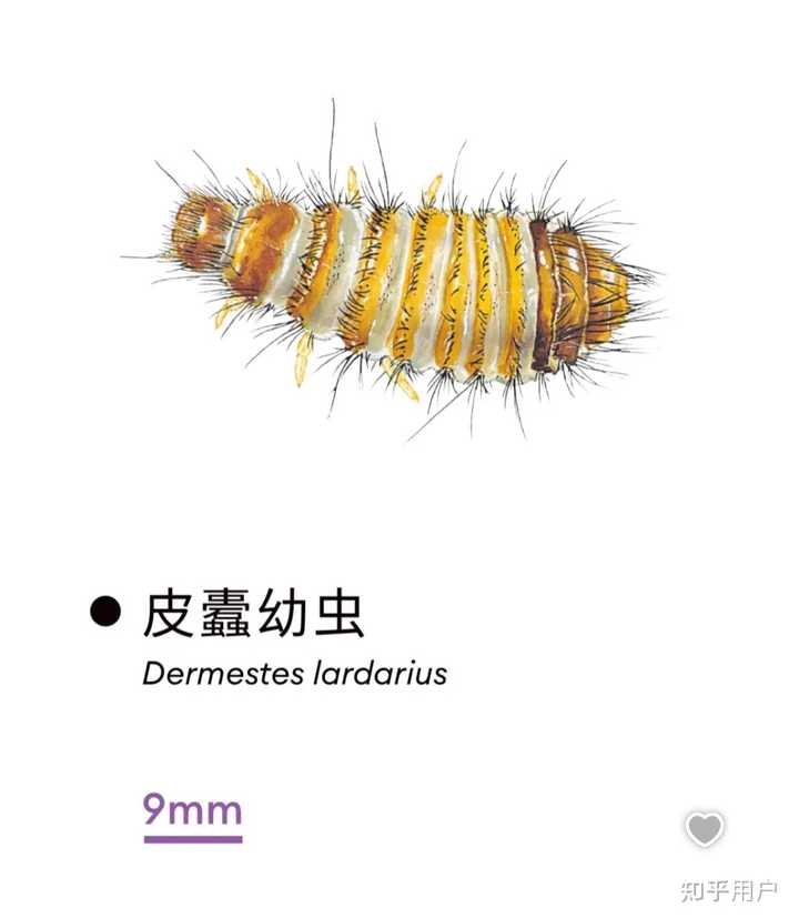 如何彻底消灭皮蠹虫? - 知乎