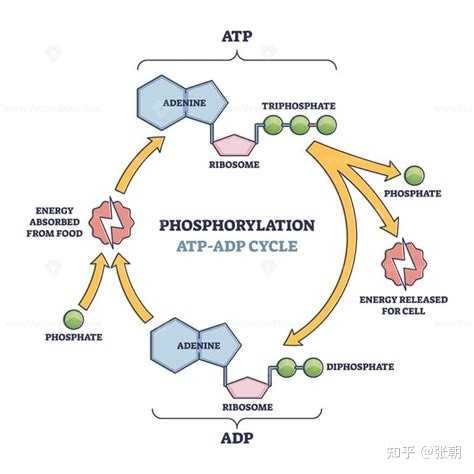 假如世界上所有化学反应都变成不可逆反应会怎么样? - 知乎