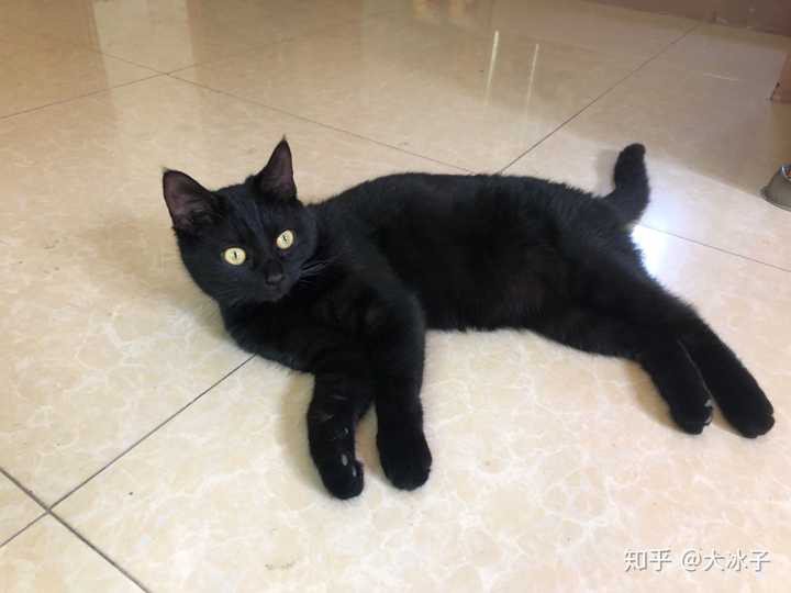 什么是玄猫，什么样的人适合养玄猫，有什么禁忌吗？ - 知乎