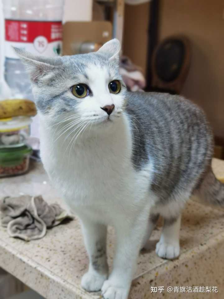 灰色狸花猫罕见吗 知乎