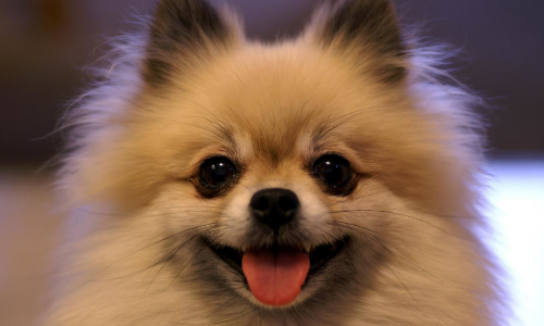 成年博美犬图片 成年白色博美犬图片 博美犬怎么看年龄图