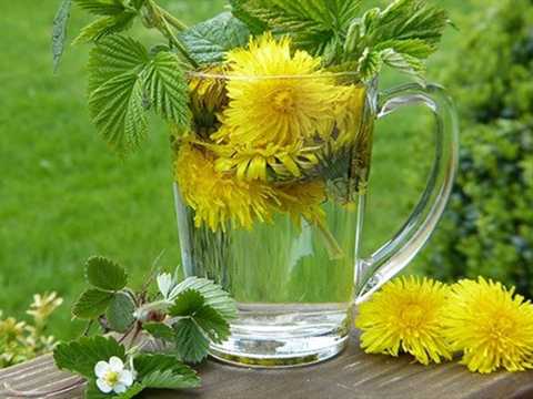 蒲公英茶 知乎 蒲公英茶 知乎
