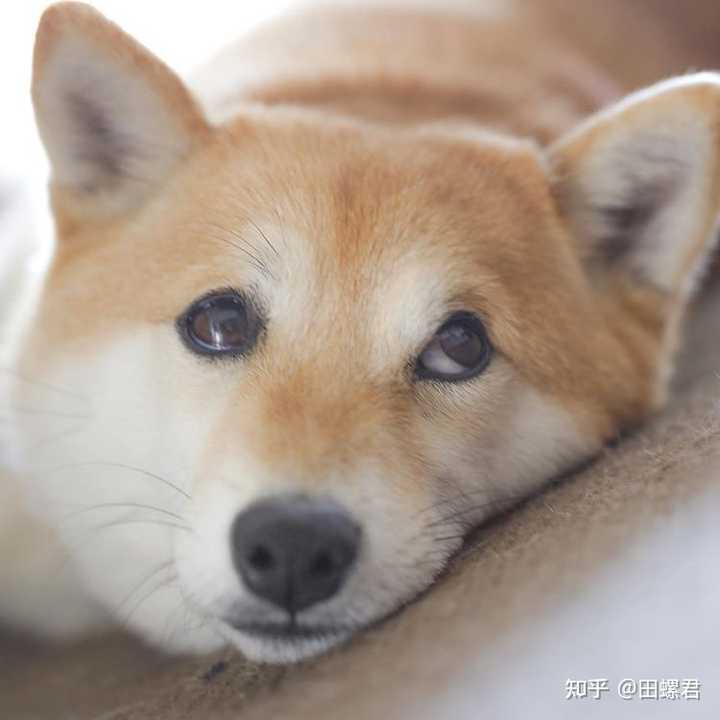 柴犬大约能长到多少斤 知乎