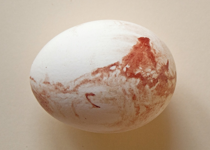 血是哪里来的,鸡蛋里有血吗?